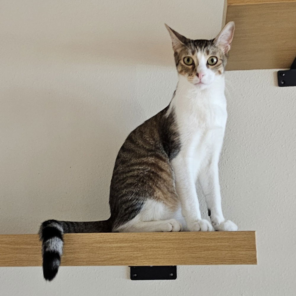 adoptable Cat in Dallas, TX named Shiloh