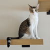 adoptable Cat in  named Shiloh