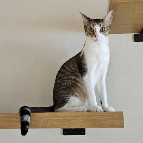 SHILOH - Domestic Short Hair / Domestic Short Hair available for adoption