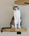 Shiloh - Photo 2