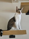 Shiloh - Photo 3