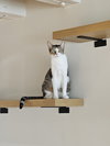Shiloh - Photo 4