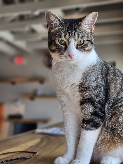 KOSKA - Domestic Short Hair / Domestic Short Hair available for adoption