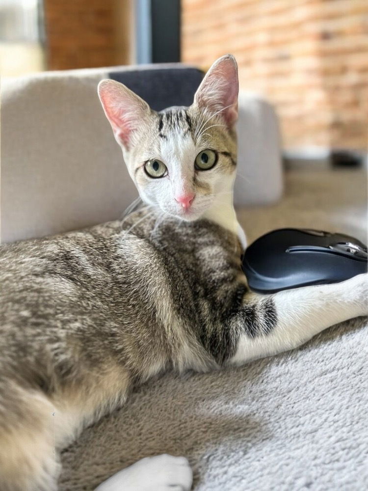 adoptable Cat in Dallas, TX named Charles