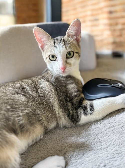 CHARLES - Domestic Short Hair / Domestic Short Hair available for adoption