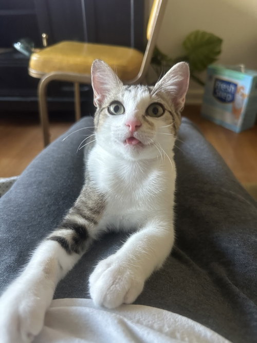 CHARLES - Domestic Short Hair / Domestic Short Hair available for adoption