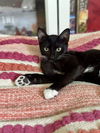 adoptable Cat in dallas, TX named Eleanor