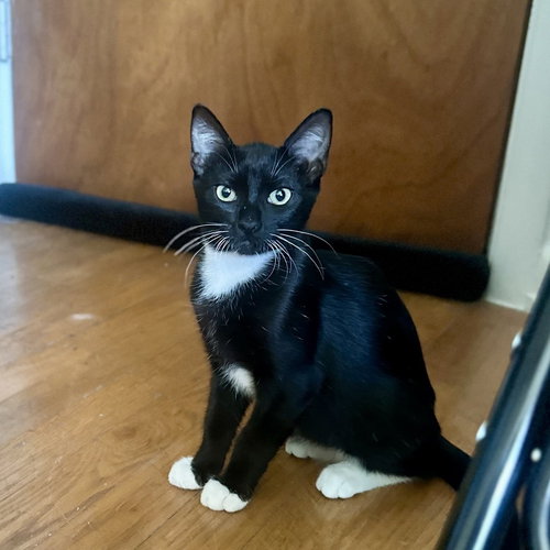 ELEANOR - Domestic Short Hair / Domestic Short Hair available for adoption
