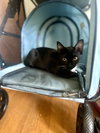 Eleanor - Photo 3