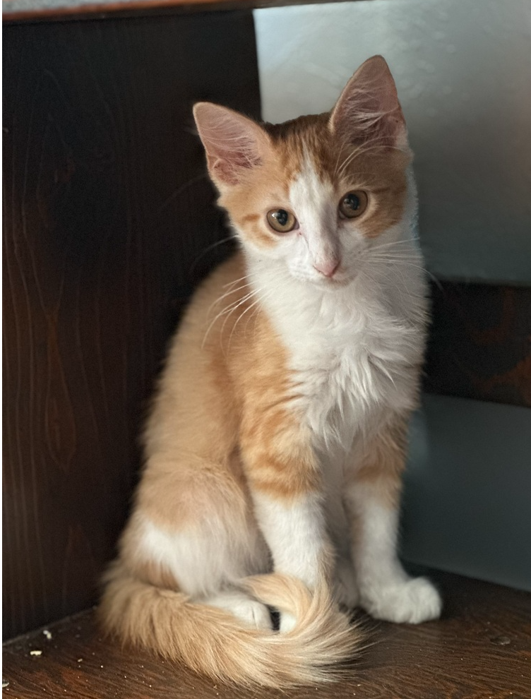 adoptable Cat in Dallas, TX named Mac & Cheese