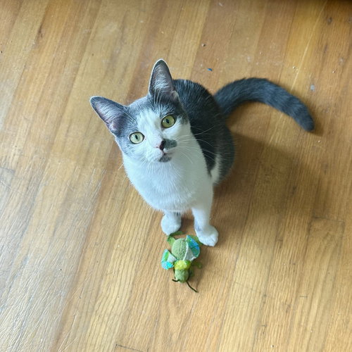 CECILIA - Domestic Short Hair / Domestic Short Hair available for adoption