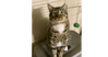 CatMan - Photo 2