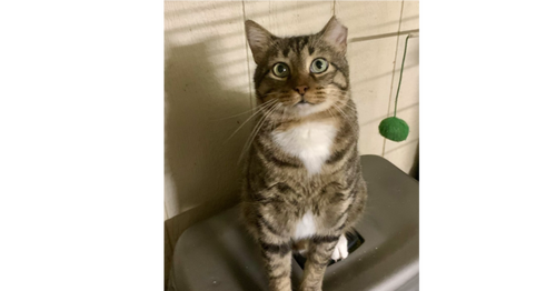 CATMAN - Domestic Short Hair / American Shorthair available for adoption