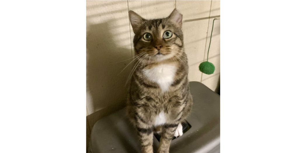 adoptable Cat in Dallas, TX named CatMan