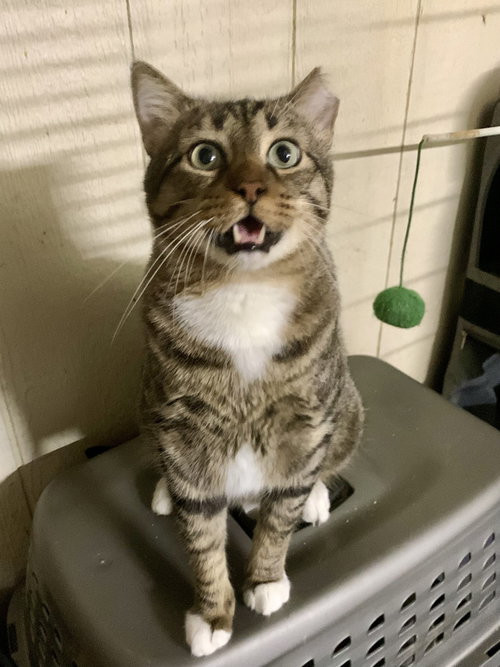 CATMAN - Domestic Short Hair / American Shorthair available for adoption