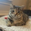 adoptable Cat in  named Aquamarine