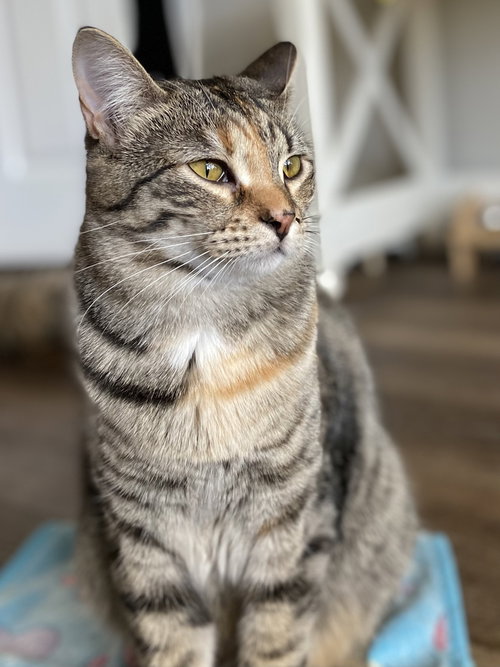 Aquamarine, an adoptable Domestic Short Hair in Dallas, TX