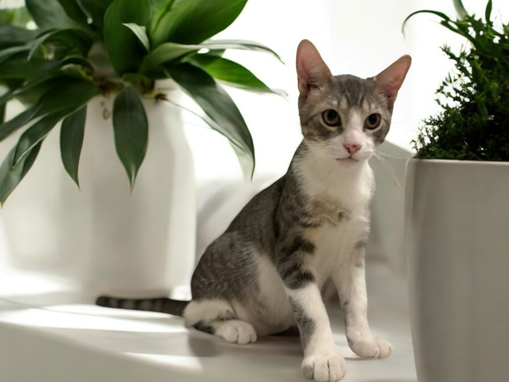adoptable Cat in Dallas, TX named Chef