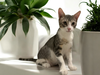 adoptable Cat in  named Chef
