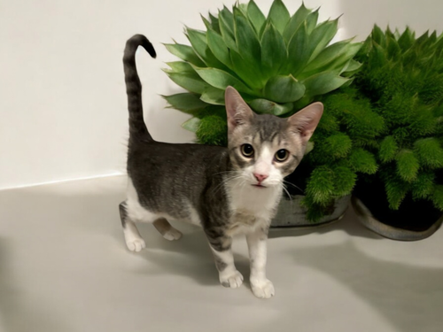 CHEF - Domestic Short Hair / Domestic Short Hair available for adoption