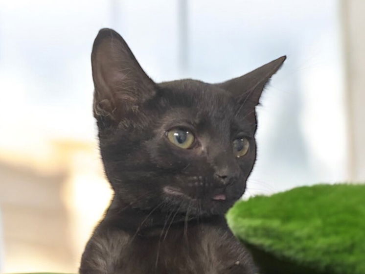 adoptable Cat in Dallas, TX named Opal