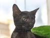 adoptable Cat in  named Opal