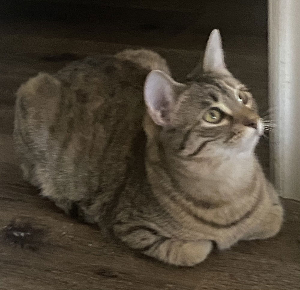 adoptable Cat in Dallas, TX named Glitz