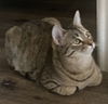 adoptable Cat in  named Glitz