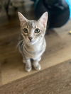 adoptable Cat in dallas, TX named Peridot