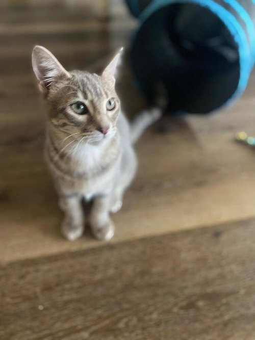 PERIDOT - Domestic Short Hair / Domestic Short Hair available for adoption
