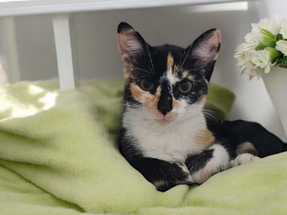 adoptable Cat in Dallas, TX named Clementine Kirk