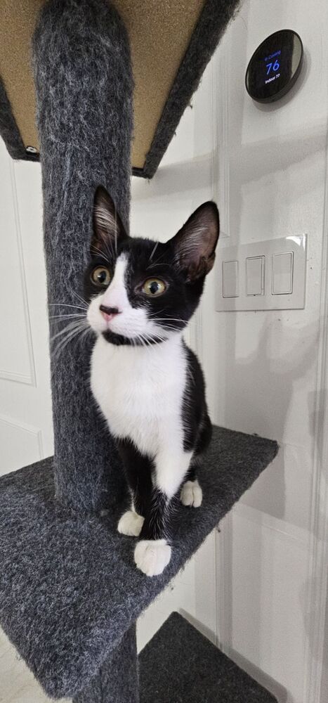 OREO CAKE - Domestic Short Hair / Domestic Short Hair available for adoption