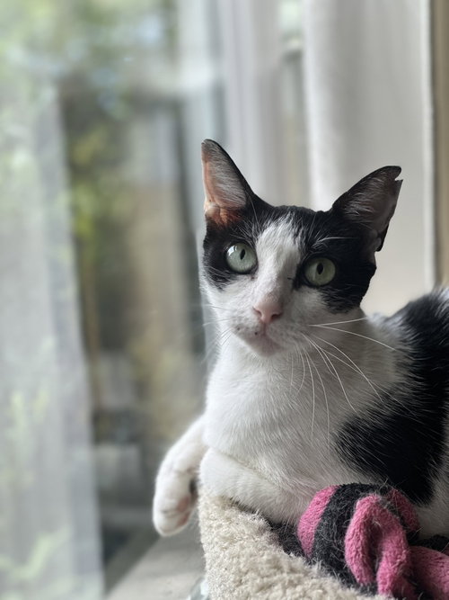 YOSHIMI - Domestic Short Hair / Domestic Short Hair available for adoption