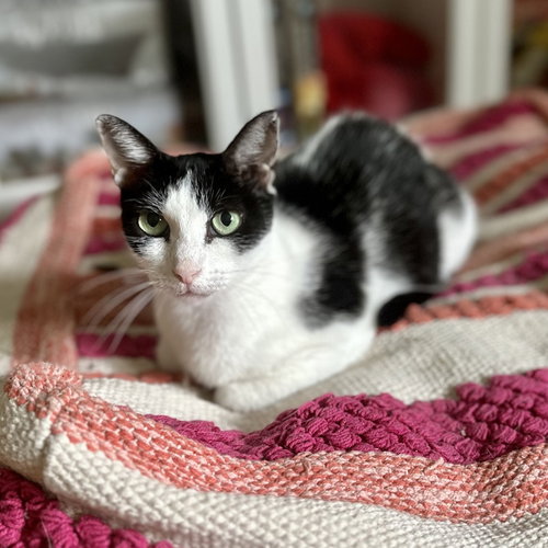 YOSHIMI - Domestic Short Hair / Domestic Short Hair available for adoption