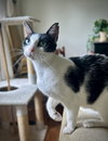 Yoshimi - Photo 3