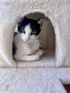 Yoshimi - Photo 4