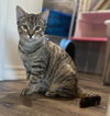 adoptable Cat in dallas, TX named Beryl