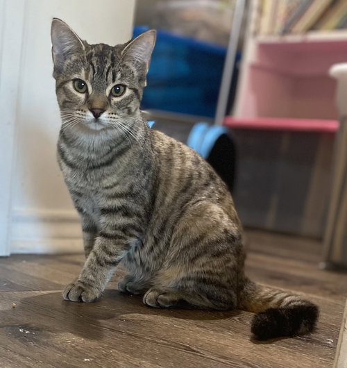 BERYL - Domestic Short Hair / Domestic Short Hair available for adoption