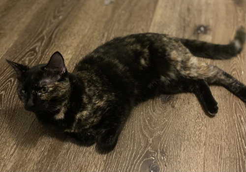 CITRINE - Domestic Short Hair / Domestic Short Hair available for adoption