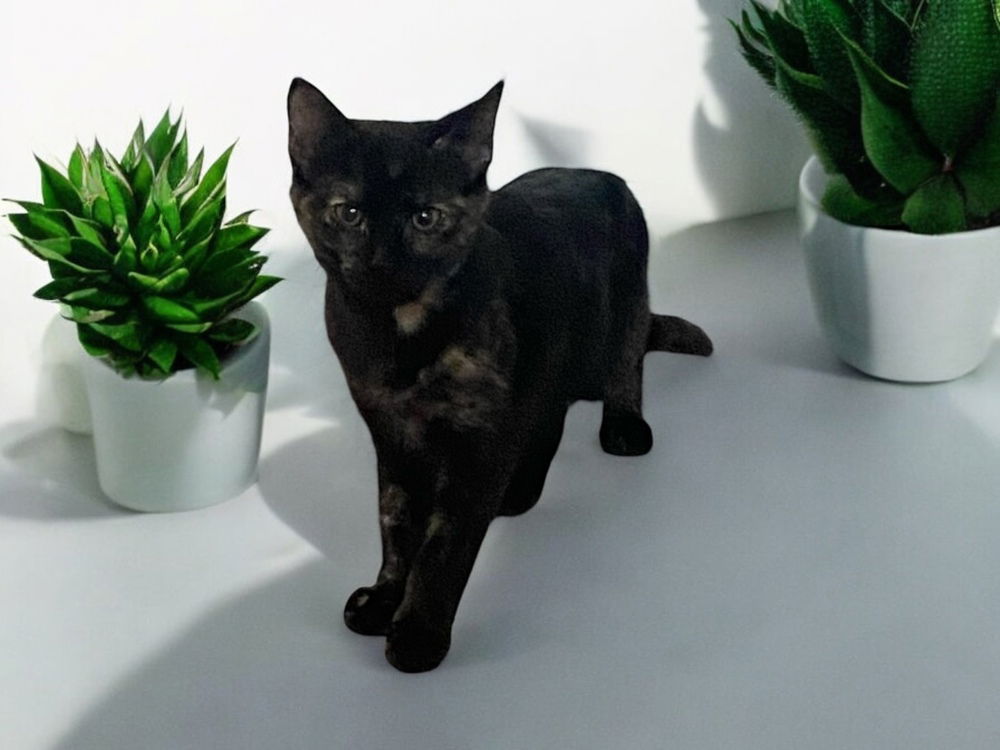 adoptable Cat in Dallas, TX named Citrine