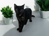 adoptable Cat in  named Citrine