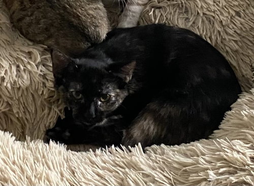 CITRINE - Domestic Short Hair / Domestic Short Hair available for adoption