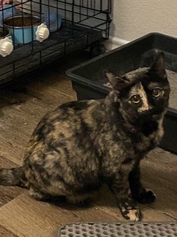 adoptable Cat in Dallas, TX named Ruby M