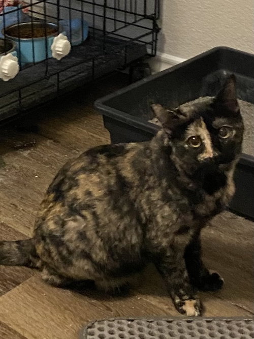 RUBY M - Domestic Short Hair / Domestic Short Hair available for adoption