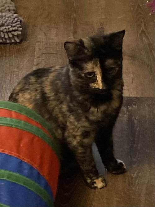 RUBY M - Domestic Short Hair / Domestic Short Hair available for adoption
