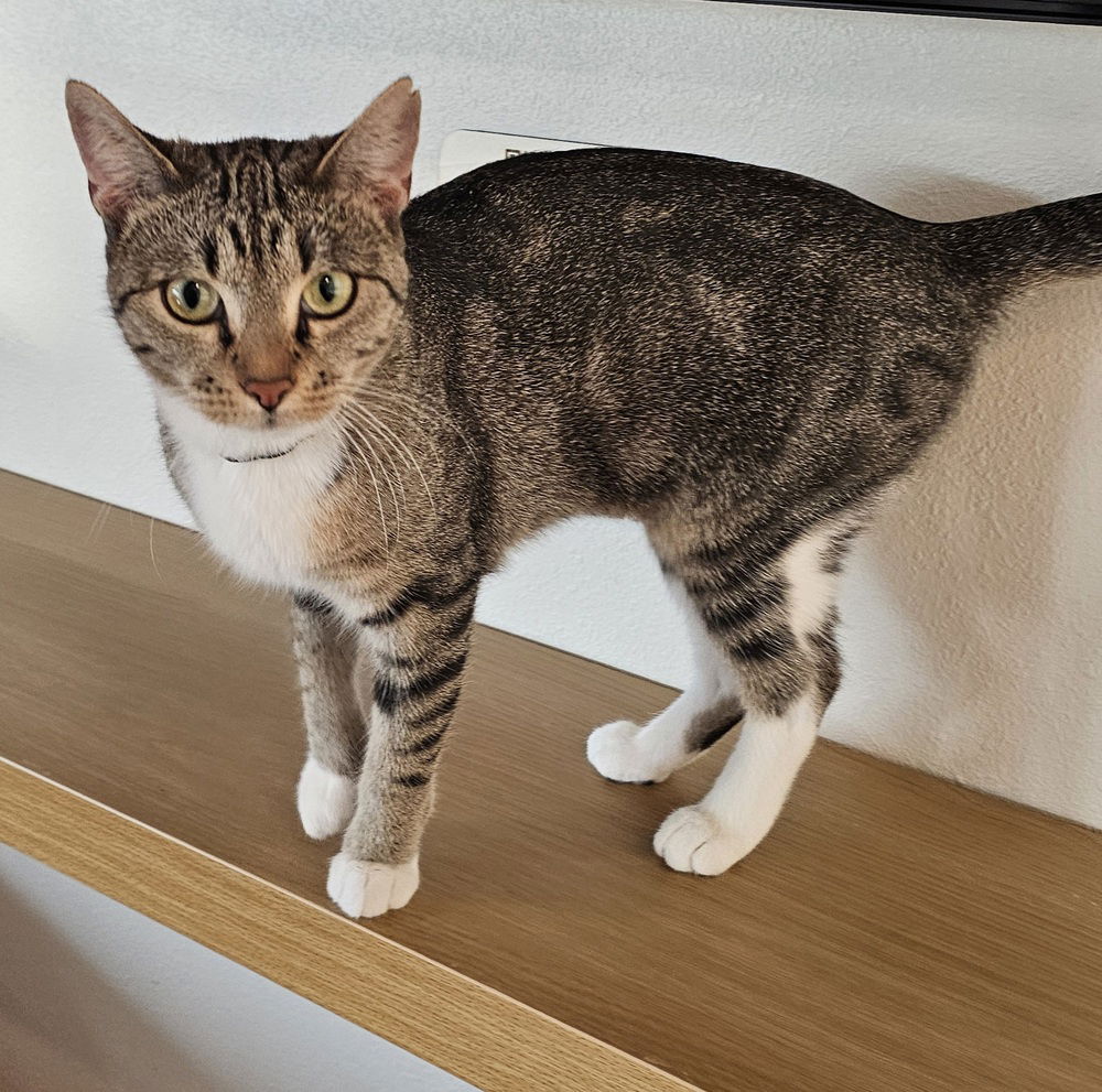 adoptable Cat in Dallas, TX named Sabrina