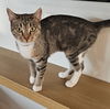 adoptable Cat in  named Sabrina
