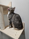 Sabrina - Photo 4