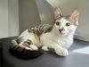 adoptable Cat in dallas, TX named Bobby Kirk