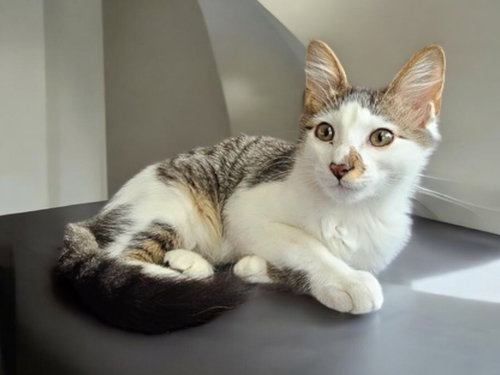 BOBBY KIRK - Domestic Short Hair / Domestic Short Hair available for adoption